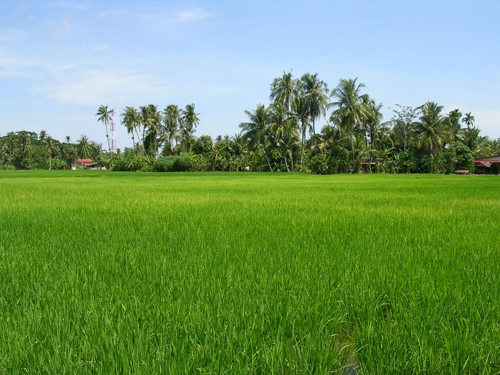 Wallpaper Pemandangan Sawah Dan Gunung - Paddy Field In Kedah , HD Wallpaper & Backgrounds