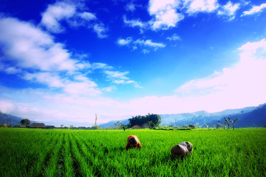 Gambar Sawah Indah Dan Sejuk - Pematang Sawah , HD Wallpaper & Backgrounds