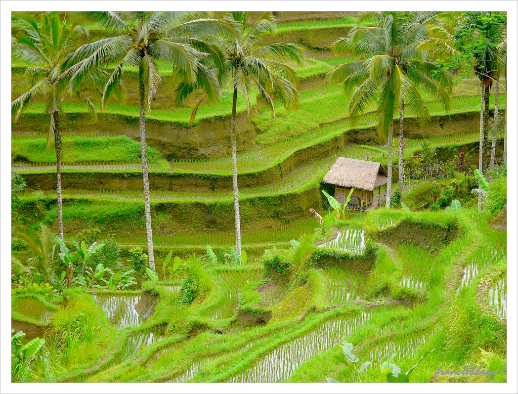Sawah In Desa Tegalalang - Painting , HD Wallpaper & Backgrounds
