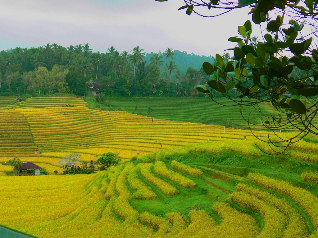 Wallpaper Pemandangan Sawah Terindah Stok Wallpaper Sawah