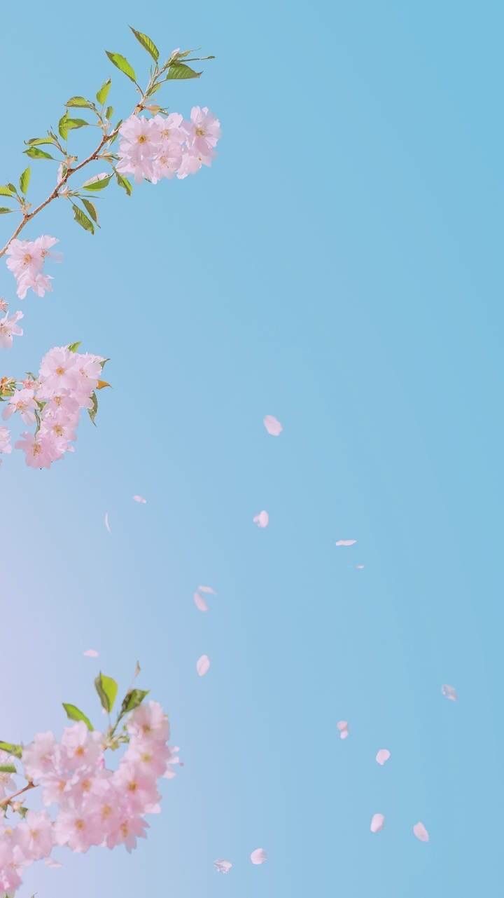 Flower Bts Wallpaper, Lock Screen Wallpaper, Wallpaper - 手机 壁纸 小 清新 , HD Wallpaper & Backgrounds