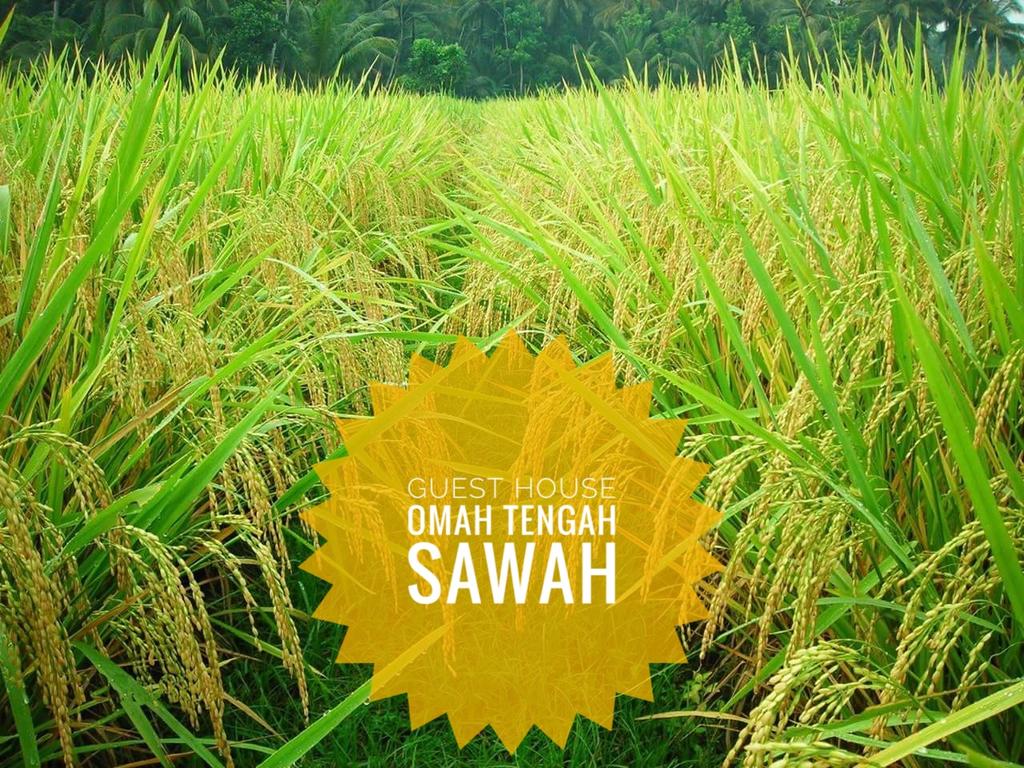Omah Tengah Sawah - Padi Dan Rumput , HD Wallpaper & Backgrounds