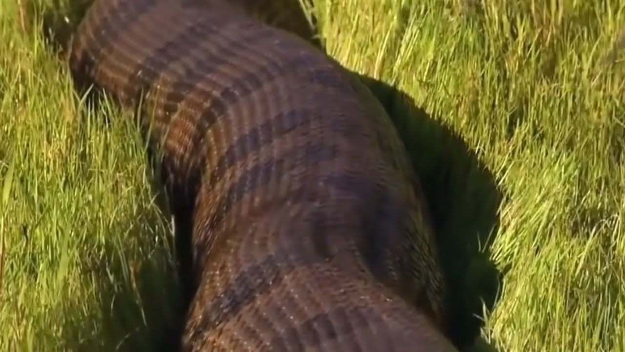 Gambar Motivasi Bergerak - Anaconda Terbesar Di Laut Amazon , HD Wallpaper & Backgrounds