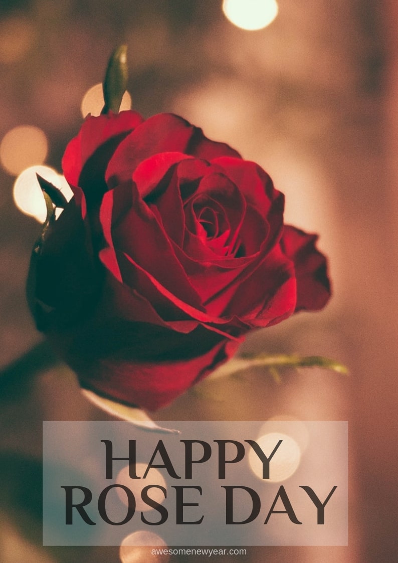 Happy Rose Day Images - Wishes Happy Rose Day 2019 Images Download , HD Wallpaper & Backgrounds