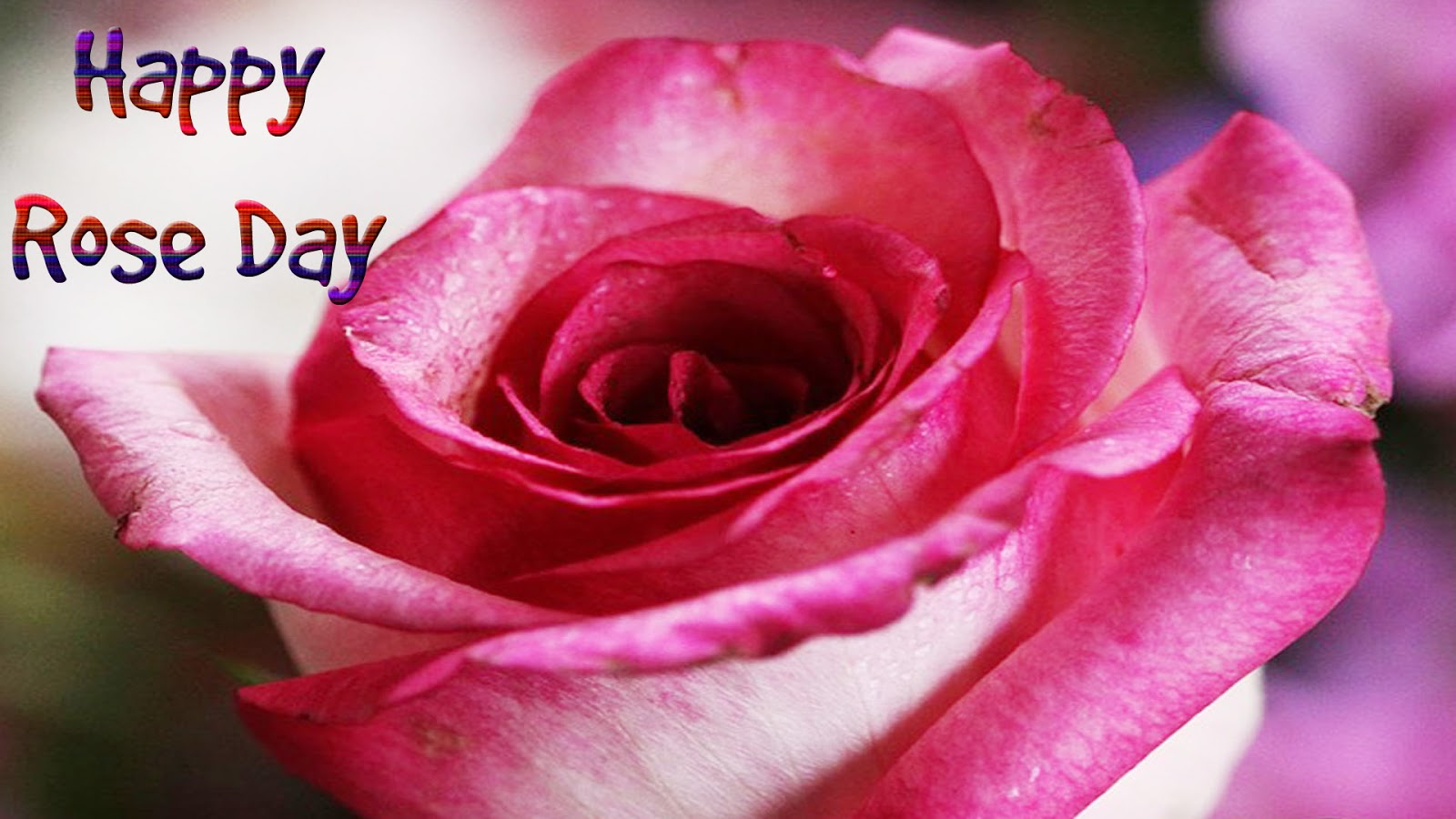 Happy Rose Day Wallpapers, Pictures, Photos In Hd - Best Pic Rose Day For Lovers , HD Wallpaper & Backgrounds