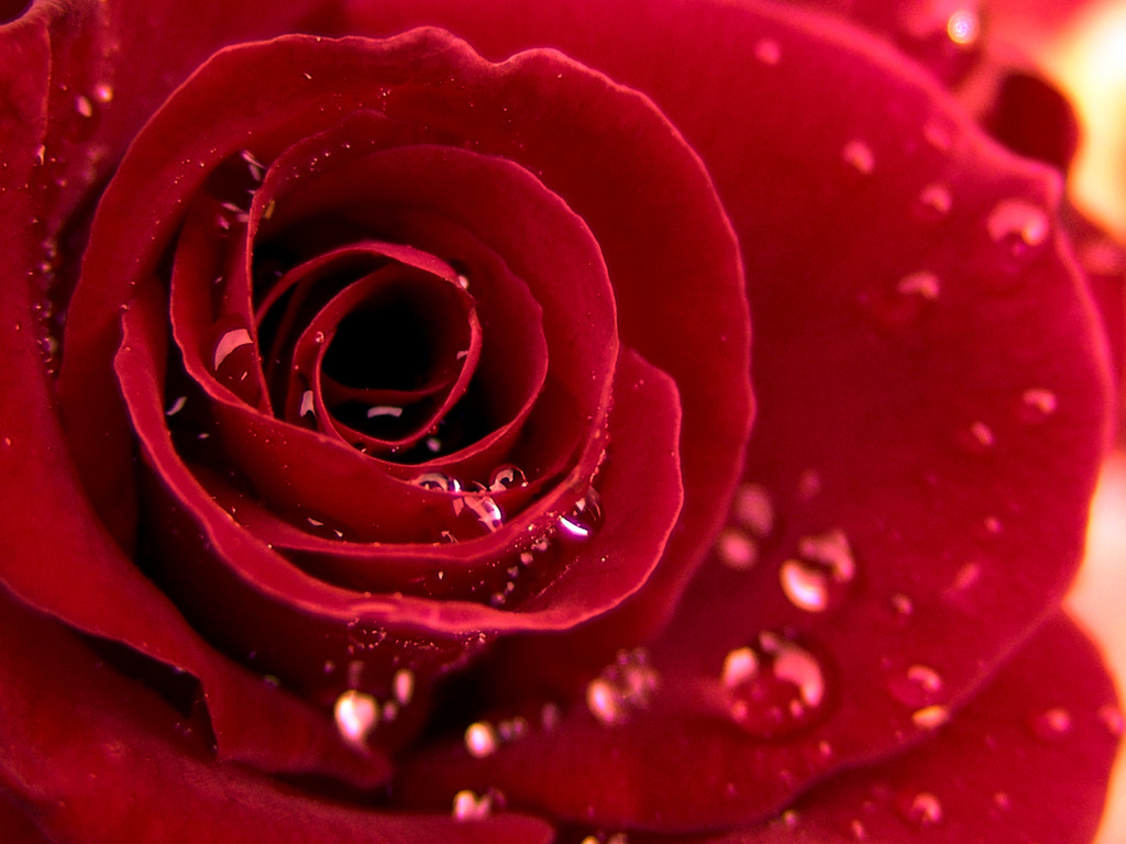 Red Rose Wallpapers Free Download Group - Red Roses Download Free , HD Wallpaper & Backgrounds