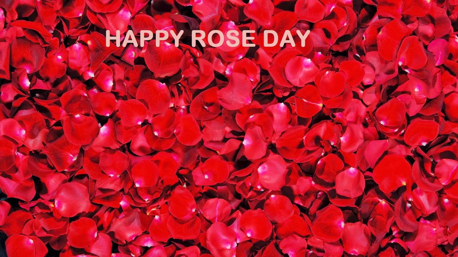 Rose Day Wallpaper - Rose Day Image 2017 , HD Wallpaper & Backgrounds