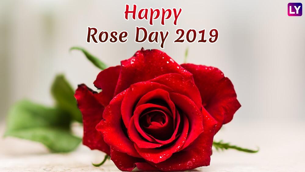 Happy Rose Day 2019 - Good Morning Romantic Rose , HD Wallpaper & Backgrounds