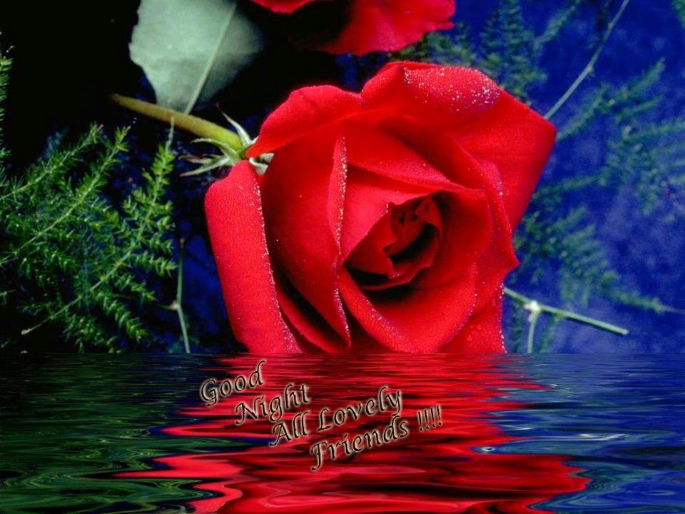 Rose Day Images Hd - Good Night Love U , HD Wallpaper & Backgrounds
