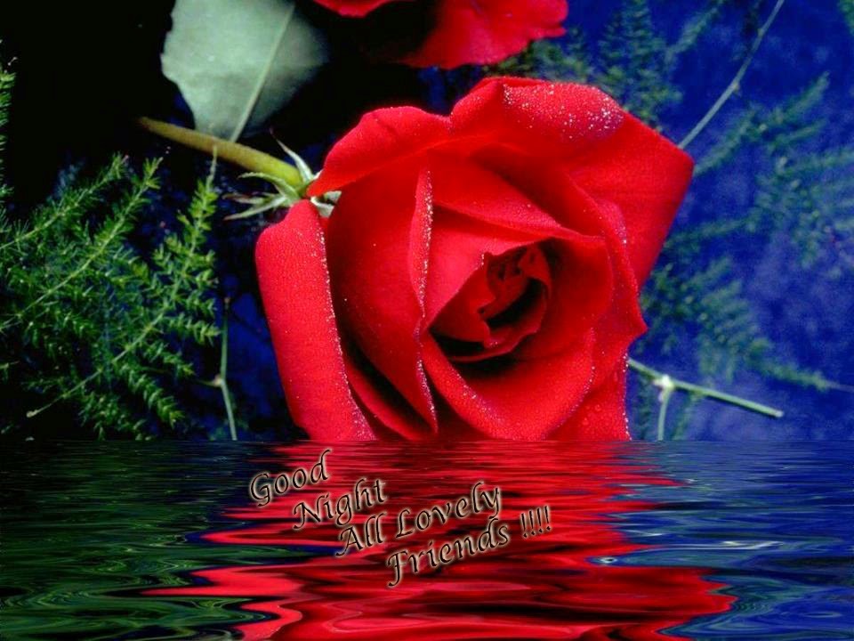 Rose Day Images Hd - Good Night Love U , HD Wallpaper & Backgrounds