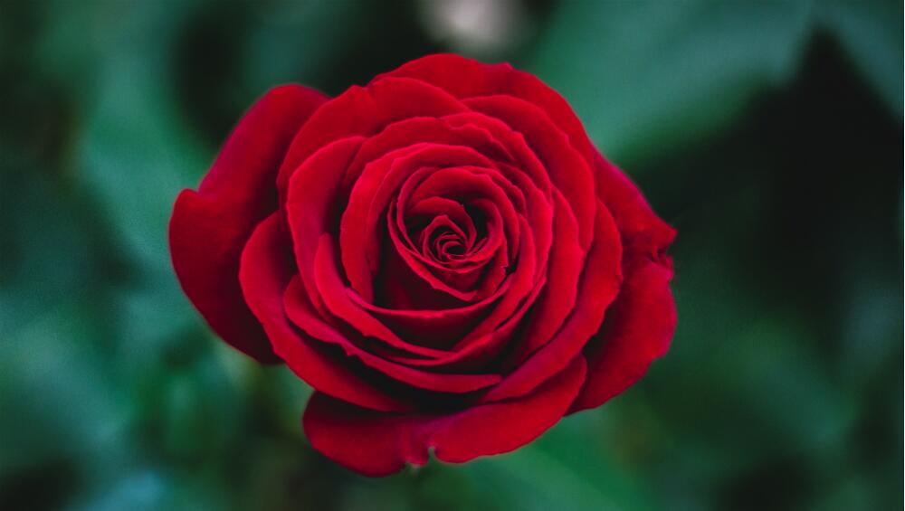 Happy Rose Day 2019 - Red Rose With Good Morning Message , HD Wallpaper & Backgrounds