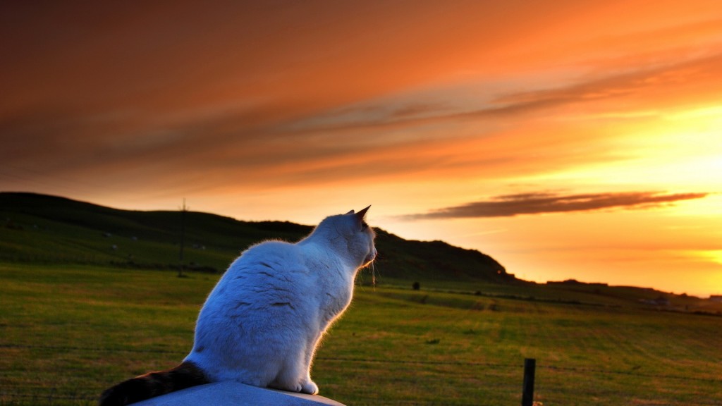 Sad Cats Wallpapers Hd - Sun Set Images Hd Download , HD Wallpaper & Backgrounds