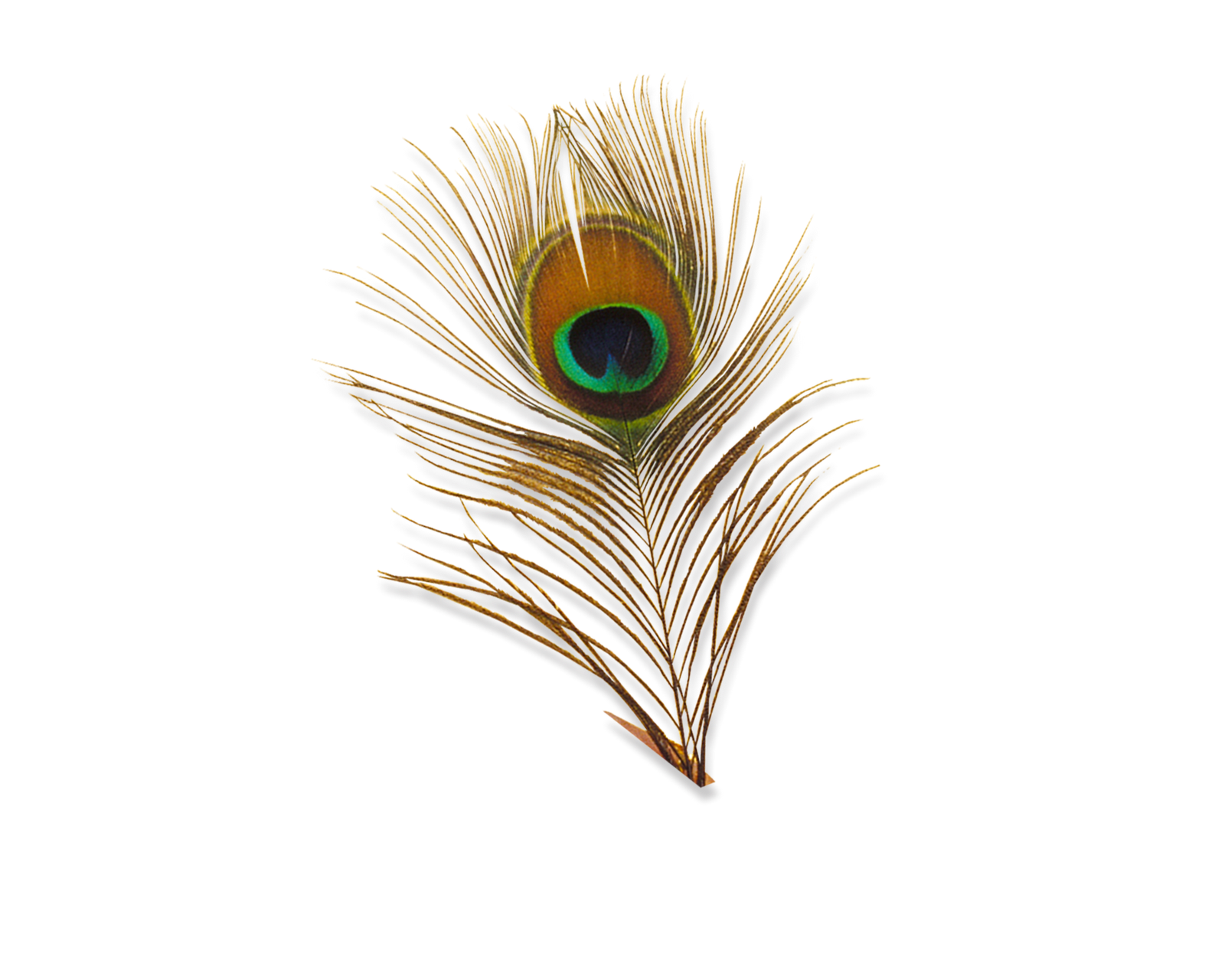 Peacock Feather Png Transparent Images All Hd Ⓒ - Krishna Mukut Png Hd , HD Wallpaper & Backgrounds