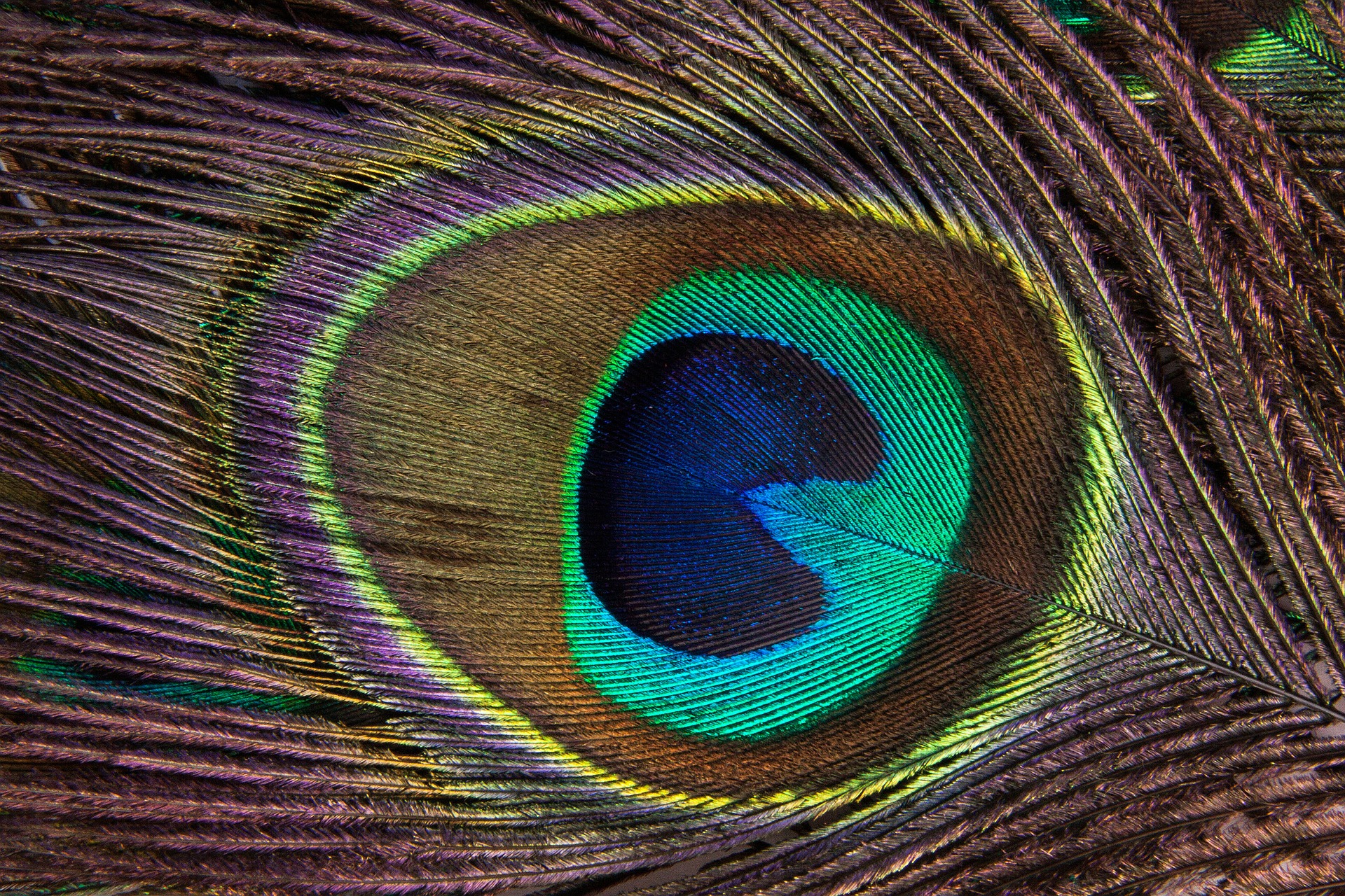 Peacock Feather 186339 - Peacock Feather , HD Wallpaper & Backgrounds
