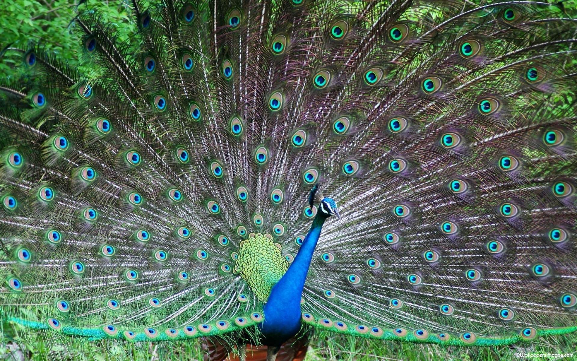 Hd Peacock Feathers 2015, By Kati Daggett - Peafowl , HD Wallpaper & Backgrounds