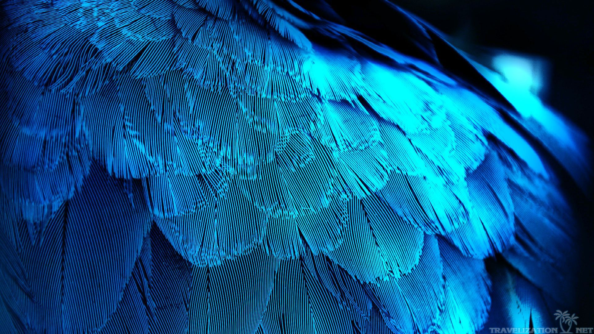 Feathers In Colors Wallpapers , HD Wallpaper & Backgrounds