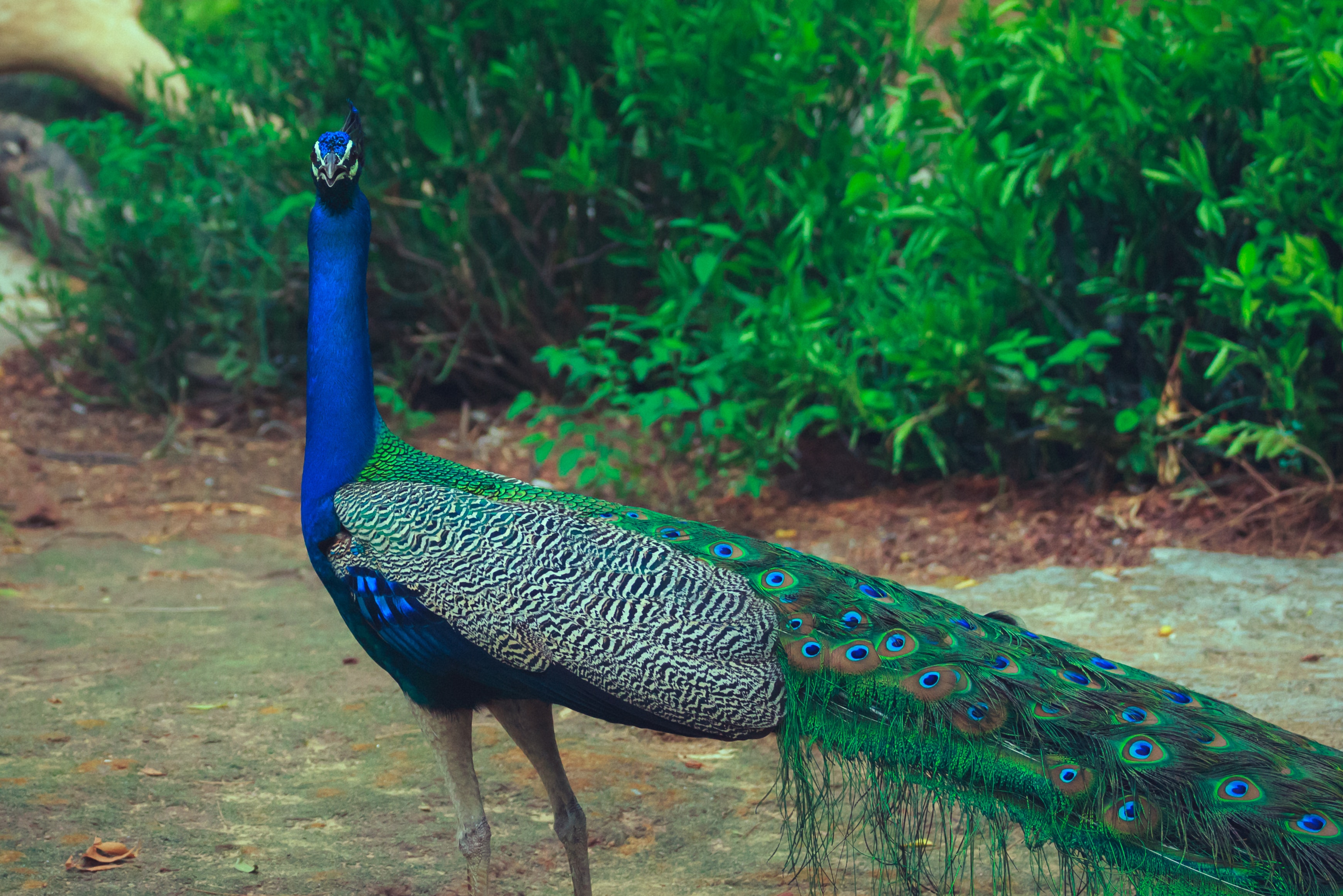 Peacock , HD Wallpaper & Backgrounds