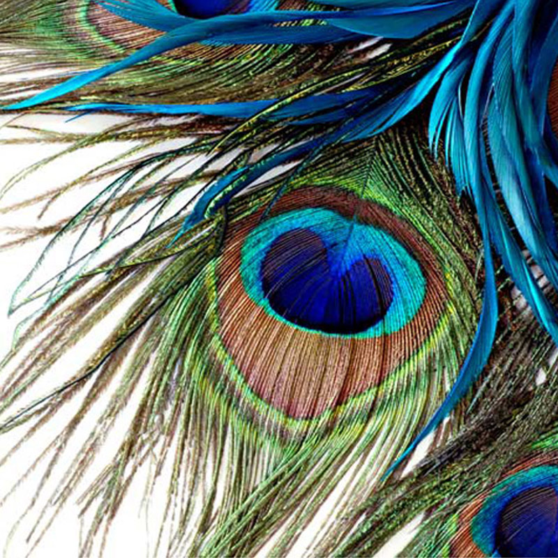 High Quality Custom Mural Wallpaper 3d Blue Peacock - Peacock Feather ...