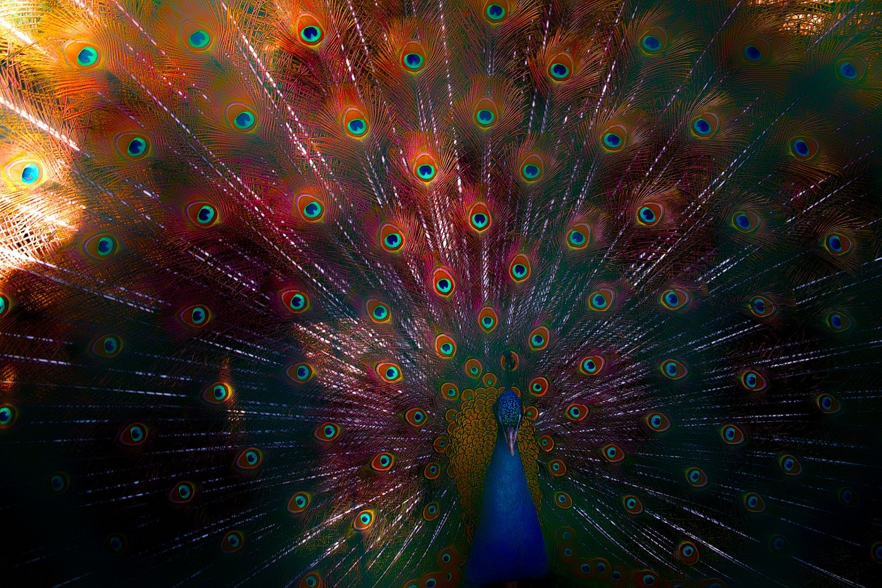 23/03/2015, Peacock Feather High Resolution , HD Wallpaper & Backgrounds