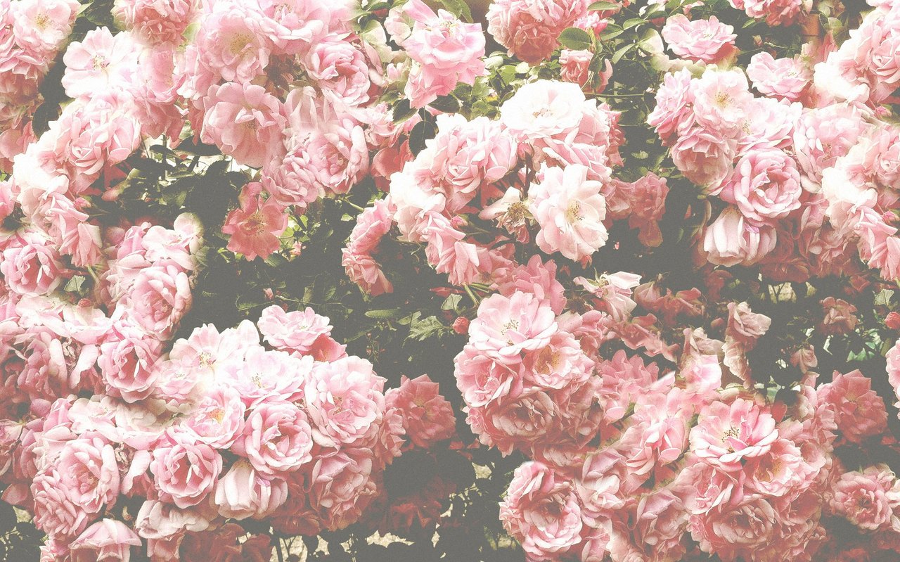 Collection Of Floral Wallpapers Tumblr On Hdwallpapers - Vintage Roses Tumblr Background , HD Wallpaper & Backgrounds