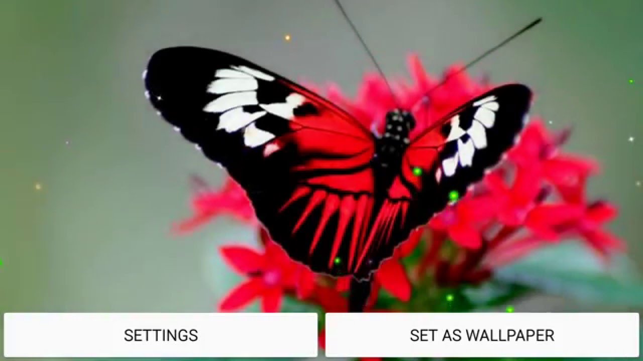 Butterfly Hd Live Wallpaper - Red Butterfly On Red Flower , HD Wallpaper & Backgrounds