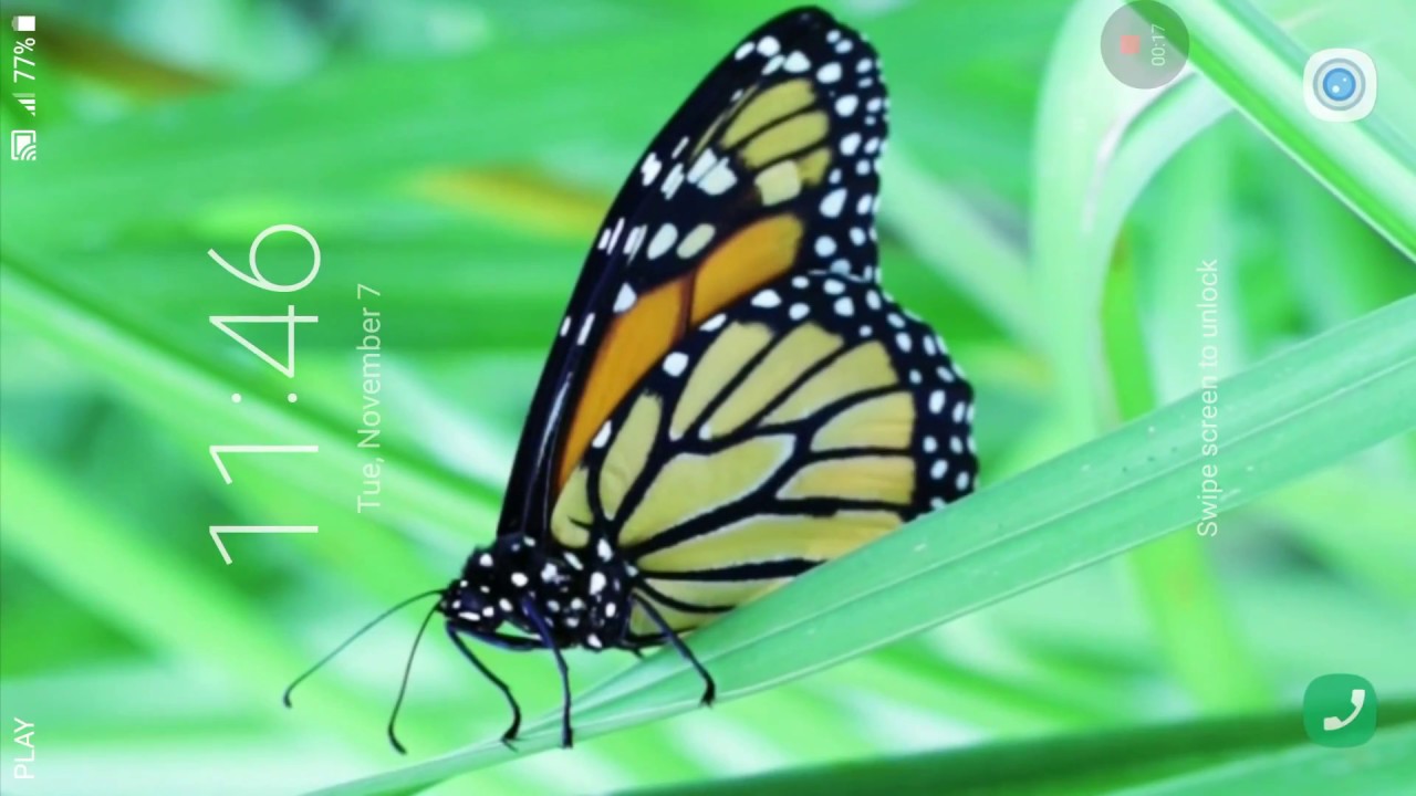 Butterfly Live Wallpaper - Monarch Butterfly , HD Wallpaper & Backgrounds