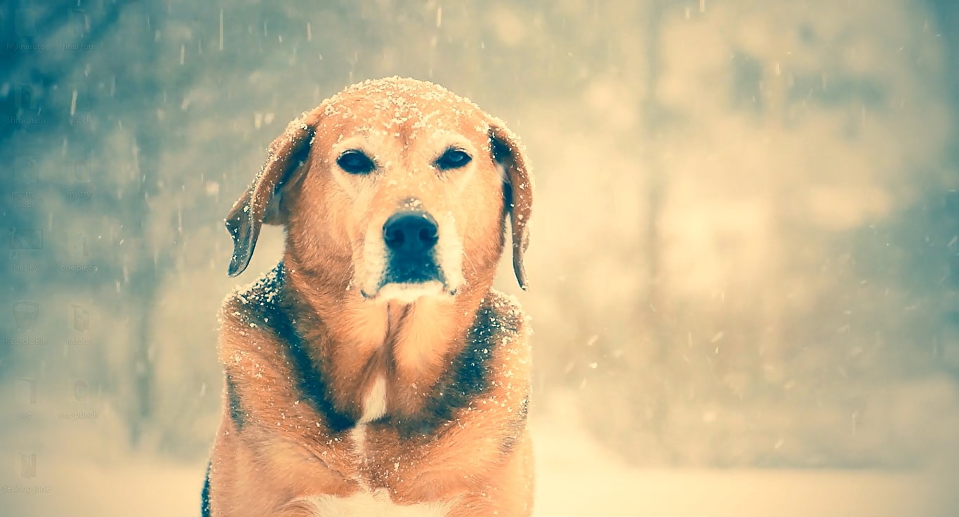 Dog In Rain Live Wallpaper Engine Free - Labrador Retriever , HD Wallpaper & Backgrounds