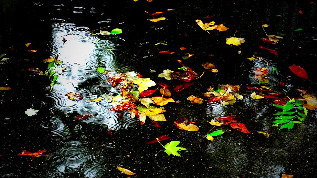 Autumn Rain Live Wallpaper - Fish Pond , HD Wallpaper & Backgrounds