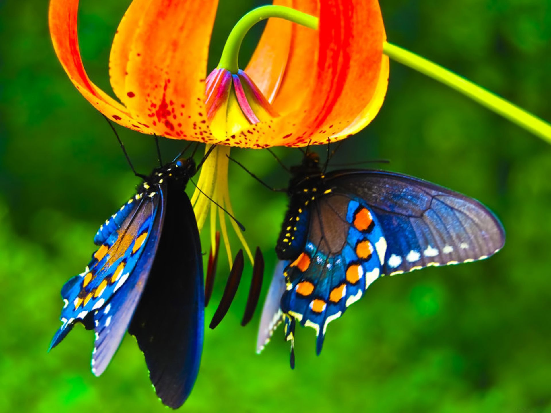 3d Butterfly Live Wallpaper 56 Wallpapers - Butterfly Images Download Hd , HD Wallpaper & Backgrounds