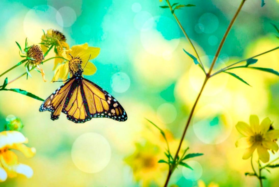 Spring Butterfly Live Wallpaper For Android Apk Download - Butterfly And Flower Cover , HD Wallpaper & Backgrounds