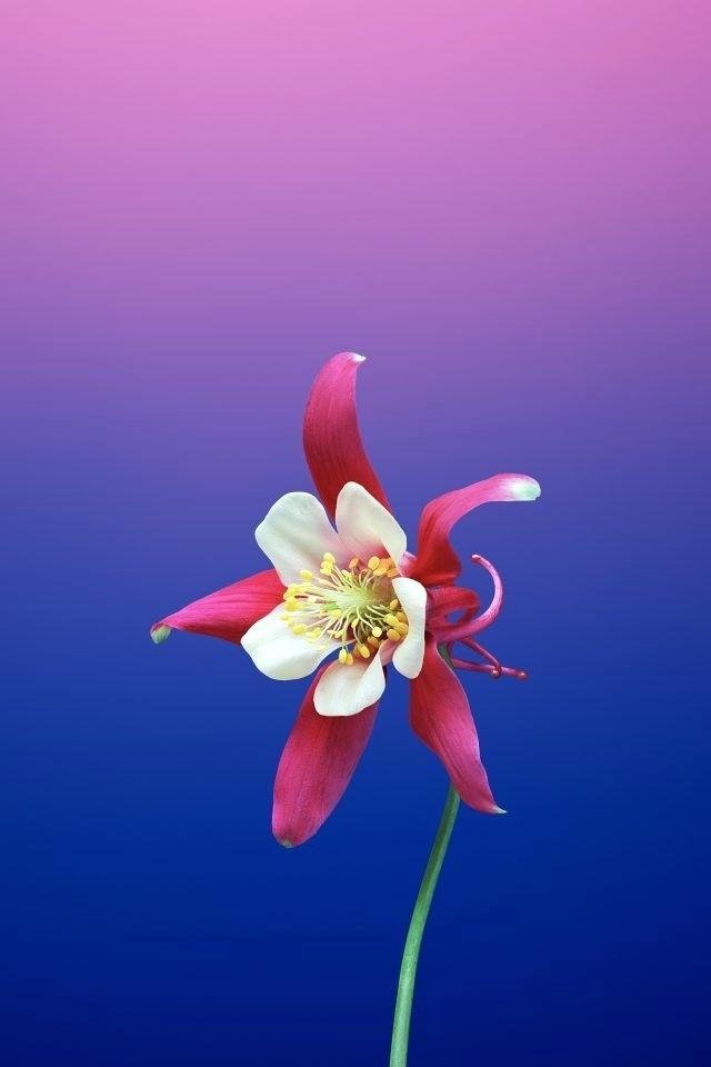 Hd Wallpapers Android With Flower Android Wallpaper - Ios 11 Wallpaper Flower , HD Wallpaper & Backgrounds