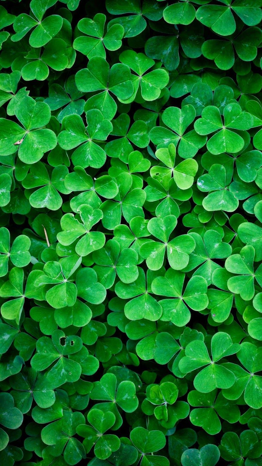 Green Nature Hd Retina Wallpaper Iphone 6 Plus - St Patrick Day Iphone , HD Wallpaper & Backgrounds