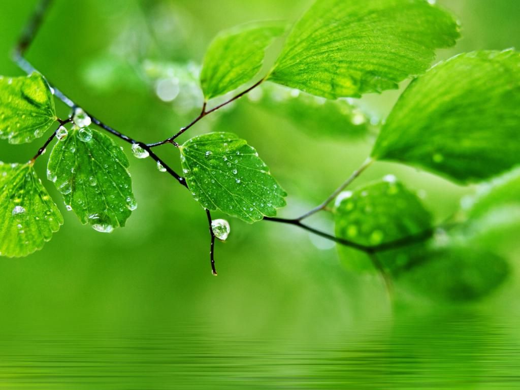Green Nature Hd Wallpaper For Pc Computer Free Download - Natural Images Hd For Pc , HD Wallpaper & Backgrounds