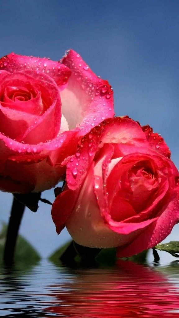 Best Wallpapers For Mobile Screen - Roses Samsung , HD Wallpaper & Backgrounds