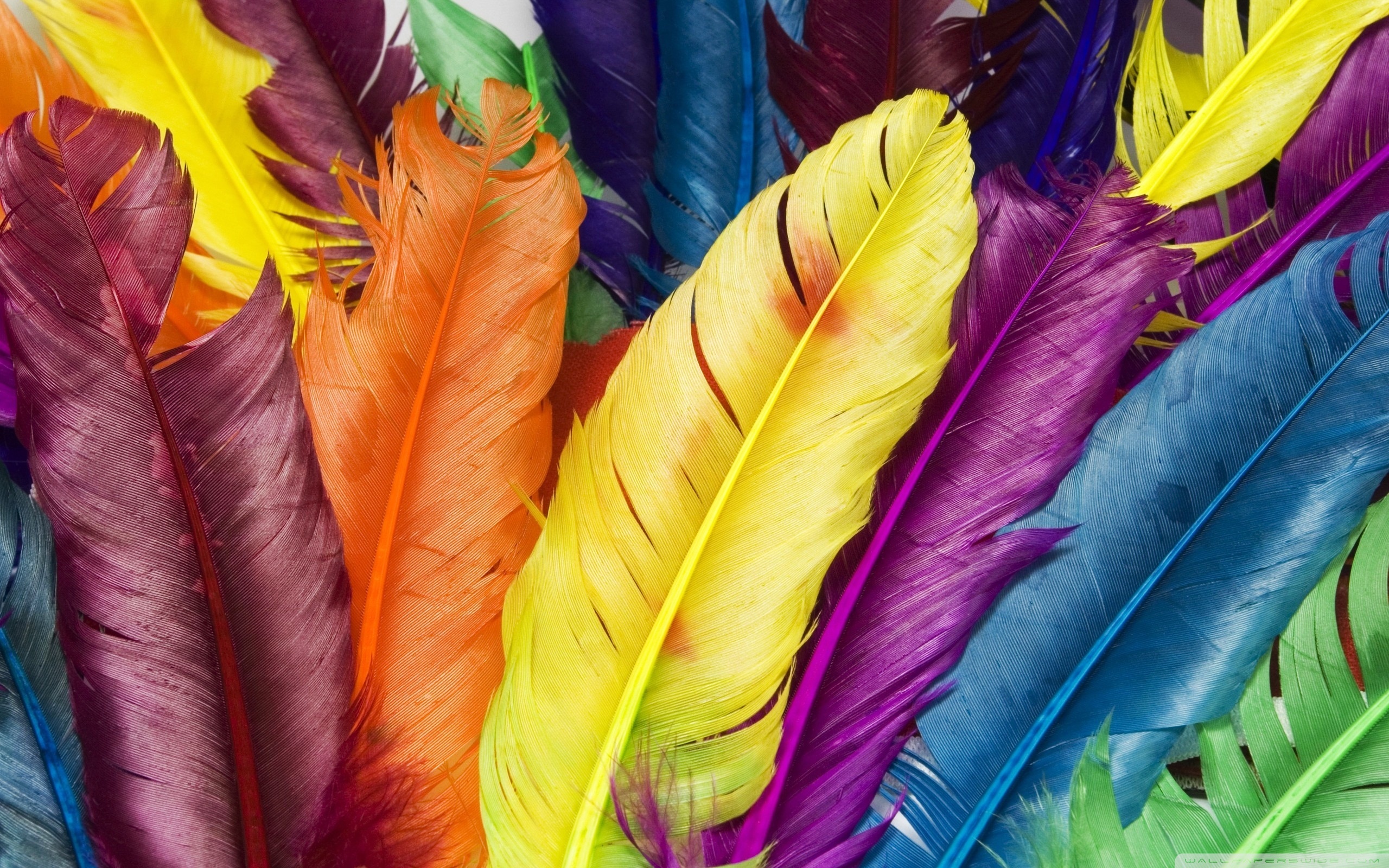 Related Wallpapers - Feathers Hd , HD Wallpaper & Backgrounds
