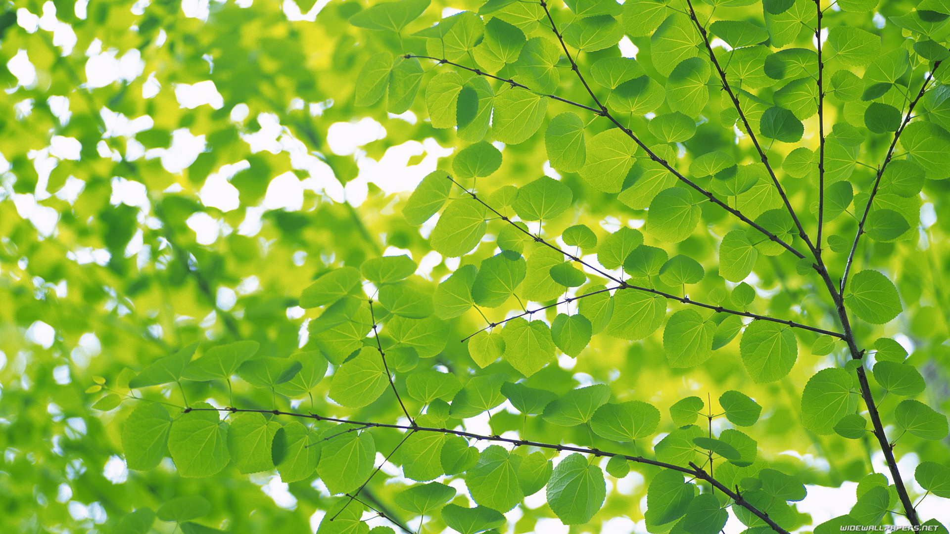 Green Leaves Wide Wallpapers - Real Green Leaves Background , HD Wallpaper & Backgrounds