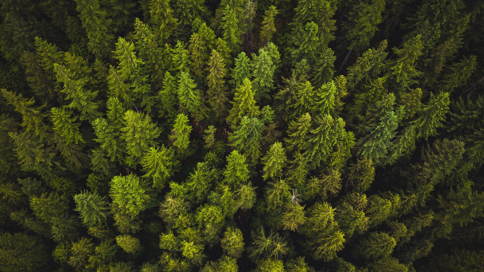 Wallpaper Trees, Top View, Green - Forest Of Cannabis , HD Wallpaper & Backgrounds