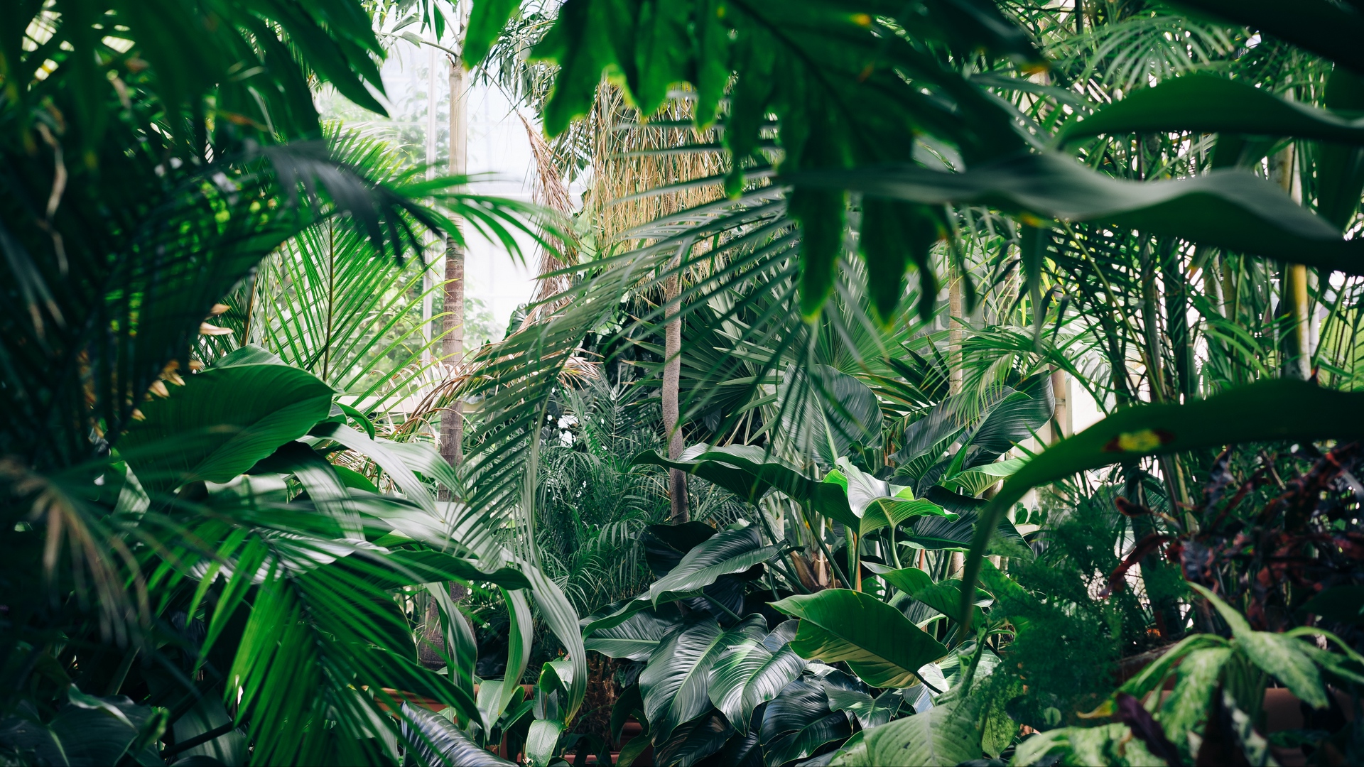 Wallpaper Plants, Botanical Garden, Greenhouse, Green - Jungle Plants , HD Wallpaper & Backgrounds