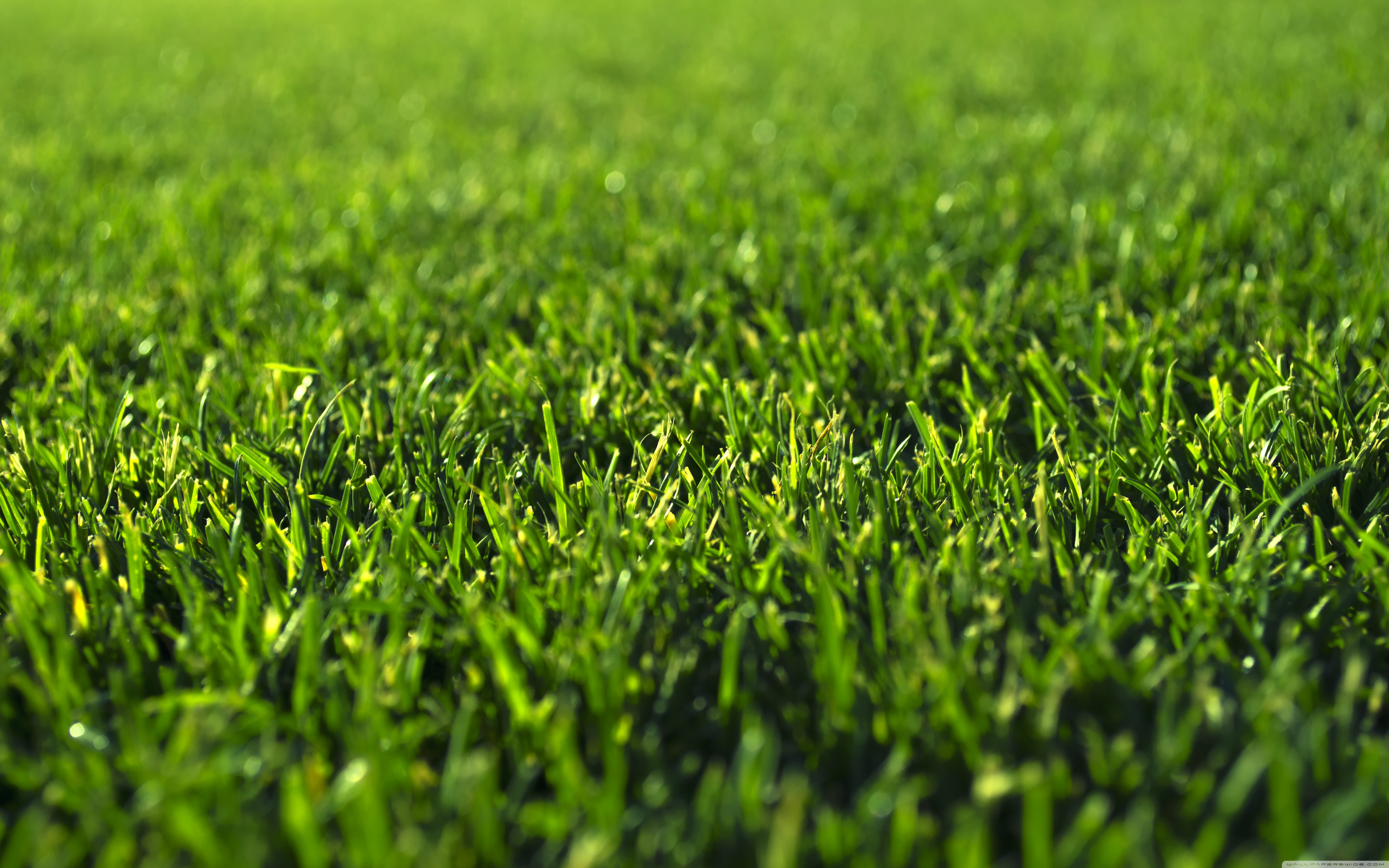 Green Hd Wallpapers - Green Grass Color , HD Wallpaper & Backgrounds