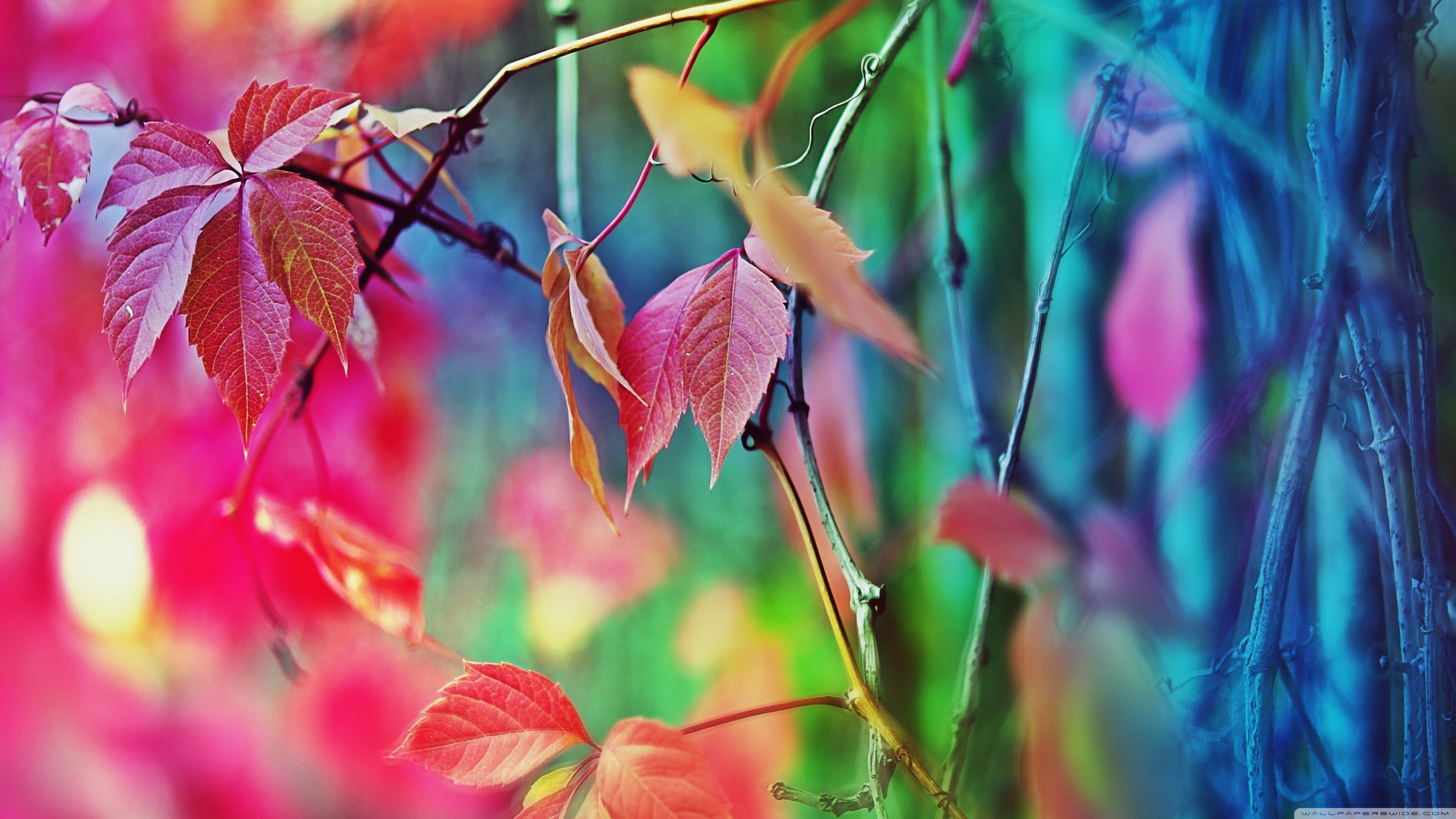 Colorful Leaves Hd Wallpaper - Colourful Ultra Hd Hd , HD Wallpaper & Backgrounds