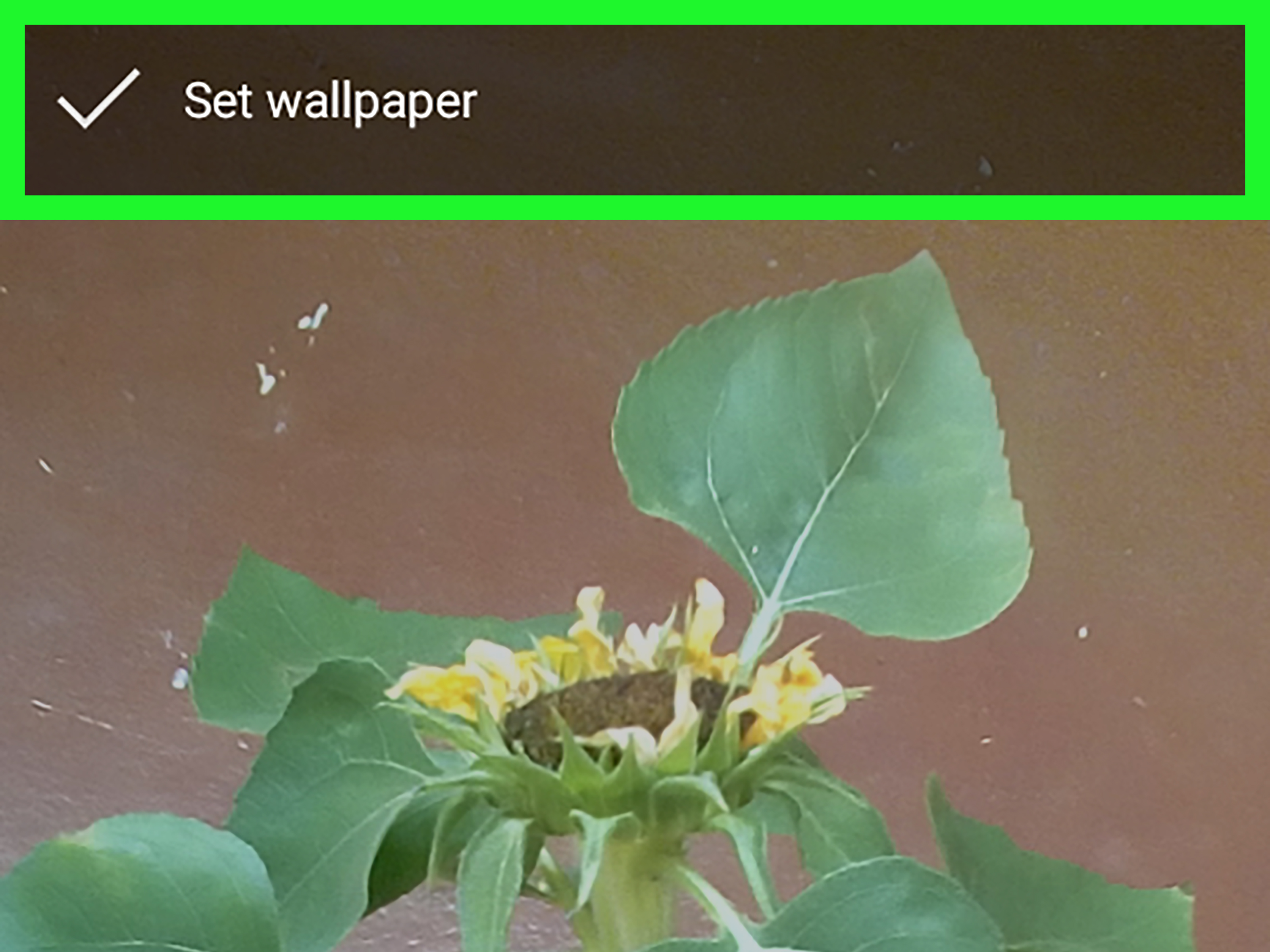 Milkweed , HD Wallpaper & Backgrounds