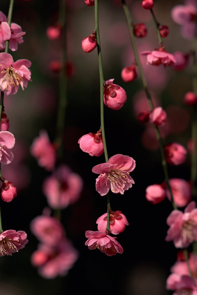 Pink Spring Flowers Iphone 4 Wallpaper - Iphone 4 Wallpaper Flower , HD Wallpaper & Backgrounds
