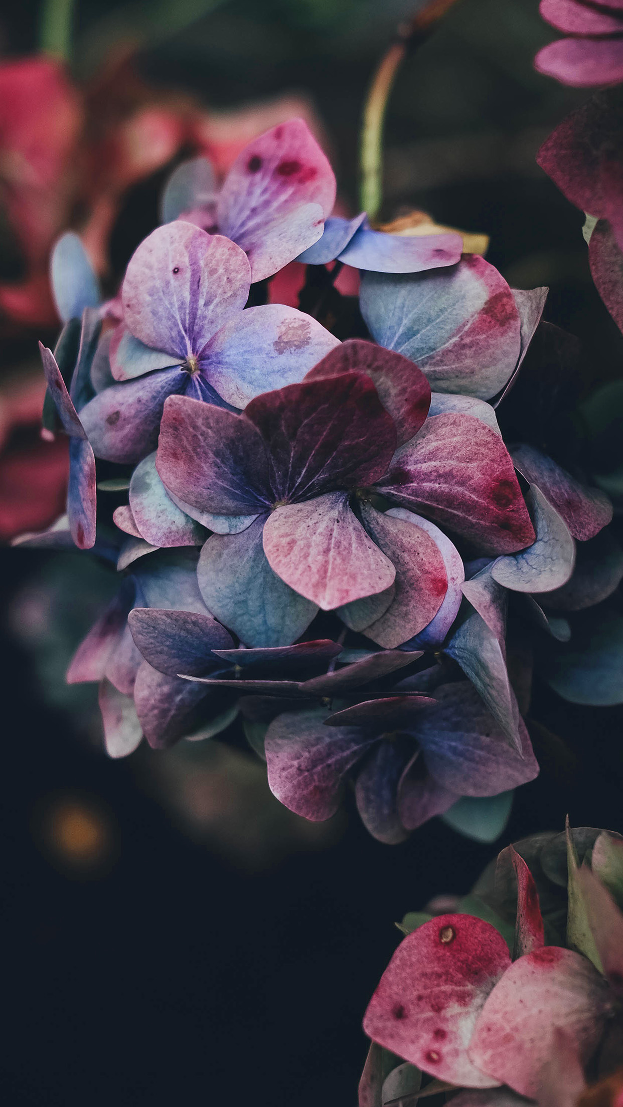 Nb94 Flower Rainbow Color Dark - Iphone 8 Plus Flower , HD Wallpaper & Backgrounds