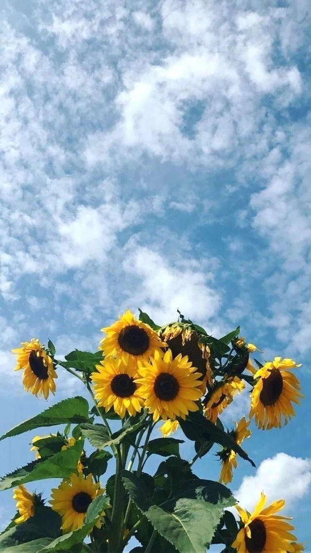 Pin By On Wallpapers In Flowers Wallpaper And Sunflower - Aesthetic Backgrounds , HD Wallpaper & Backgrounds