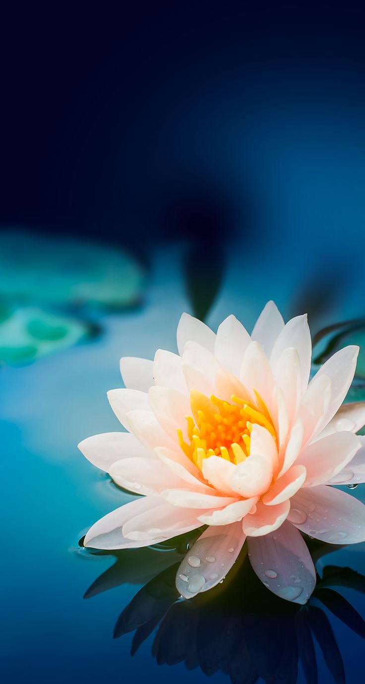 More Wallpaper Collections - Lotus Flower Iphone Background , HD Wallpaper & Backgrounds