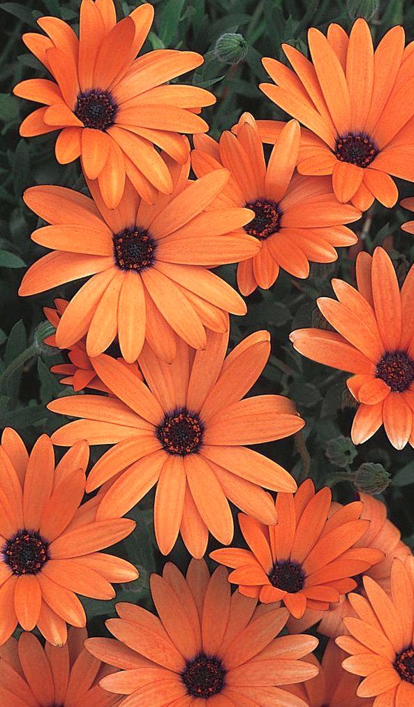 Color Of The Day Orange Flower Wallpaper Iphone - Orange Aesthetic , HD Wallpaper & Backgrounds