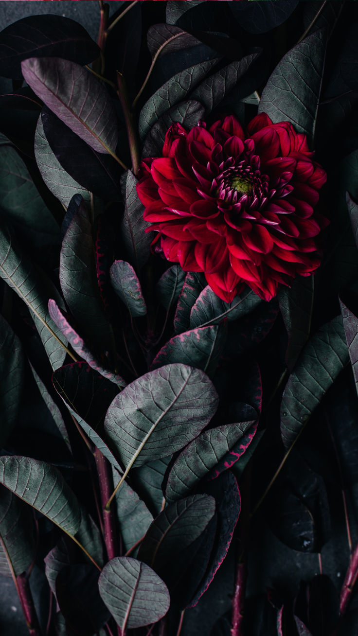 Red Flower ☆ Download More Floral Iphone Wallpapers - Death Blooms , HD Wallpaper & Backgrounds