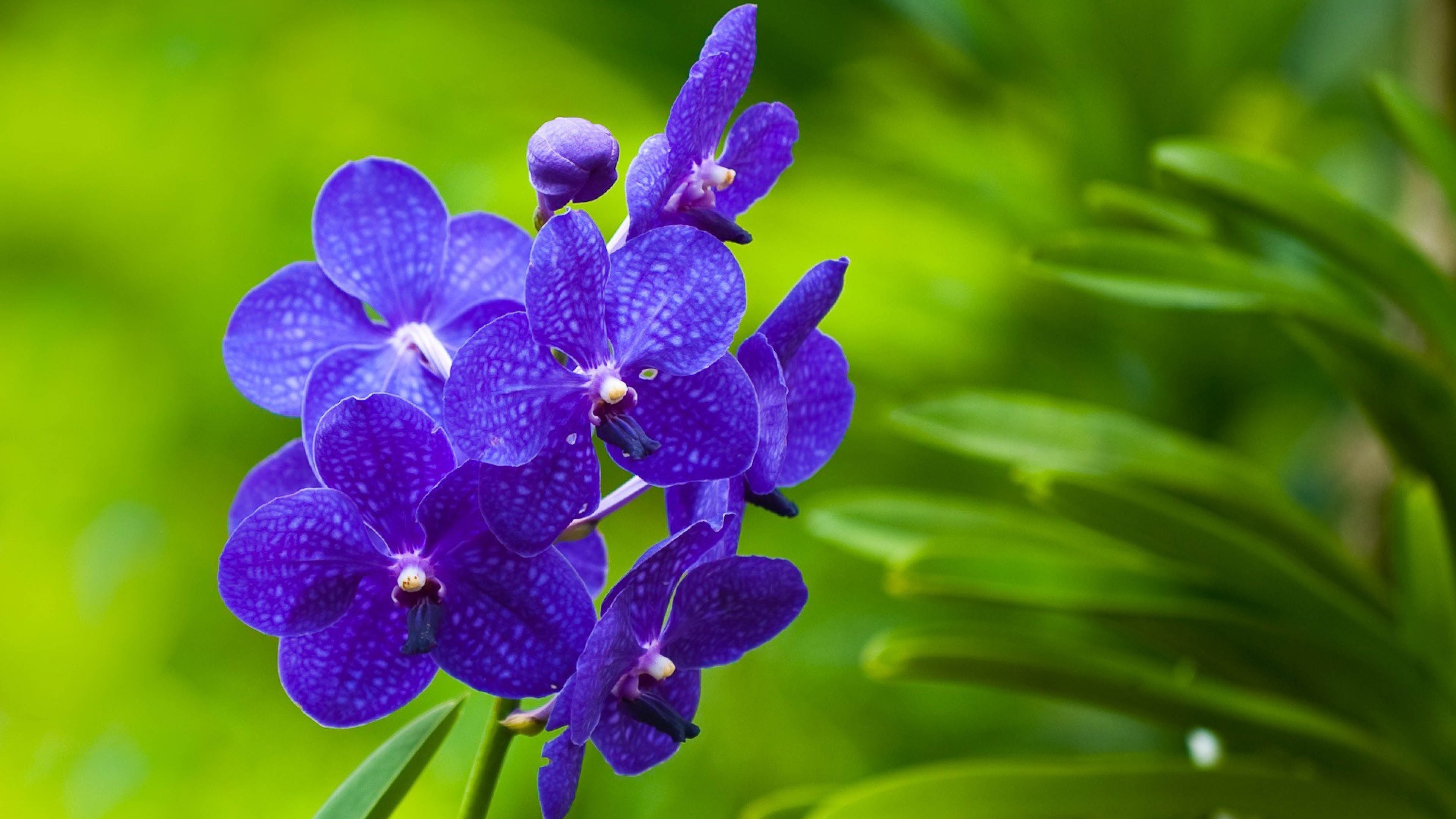 Amazing Close Up On Purple Flower Wallpaper Desktop - Fond Ecran Fleur Printemps , HD Wallpaper & Backgrounds