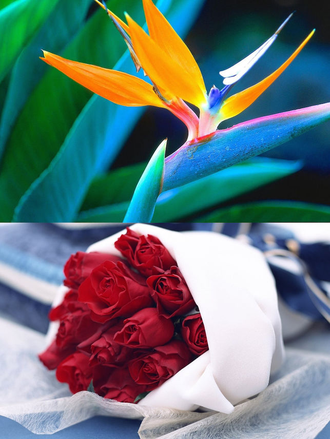 Iphone Ipad 4 - Bird Of Paradise Flower , HD Wallpaper & Backgrounds