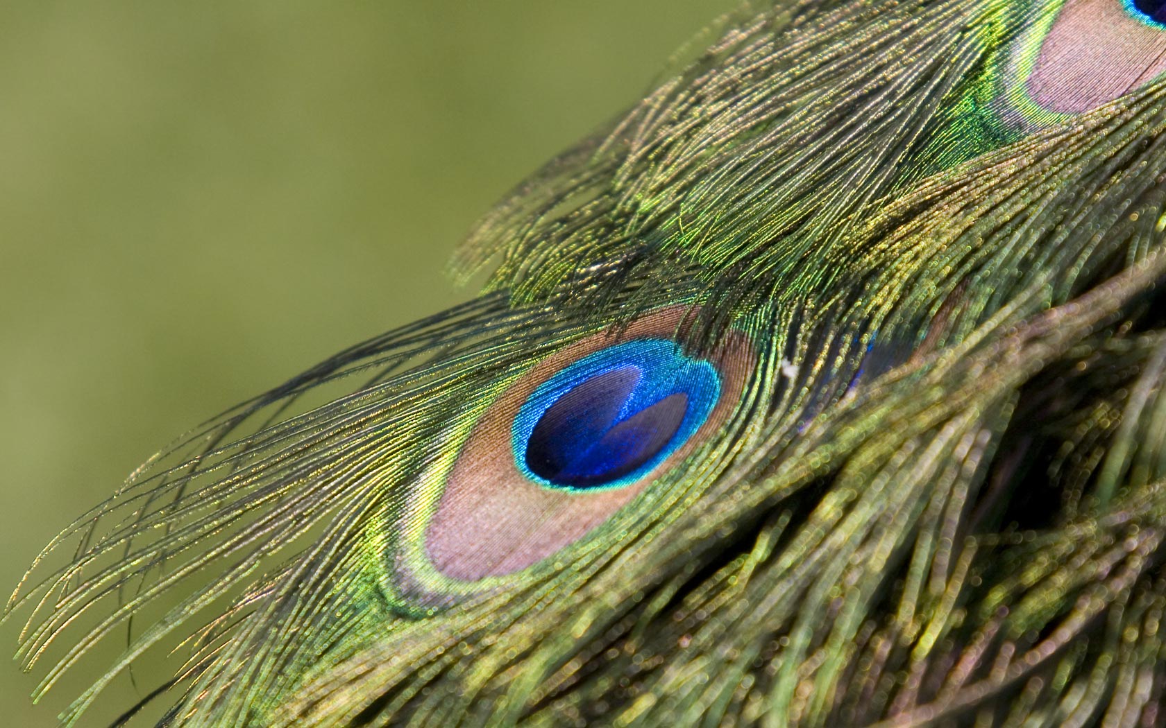 Preview Peacock Feather Wallpaper , HD Wallpaper & Backgrounds